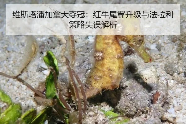 wei-si-ta-pan-jia-na-da-duo-guan-hong-niu-wei-yi-sheng-ji-yu-fa-la-li-ce-lve-shi-wu-jie-xi-3-809.jpg
